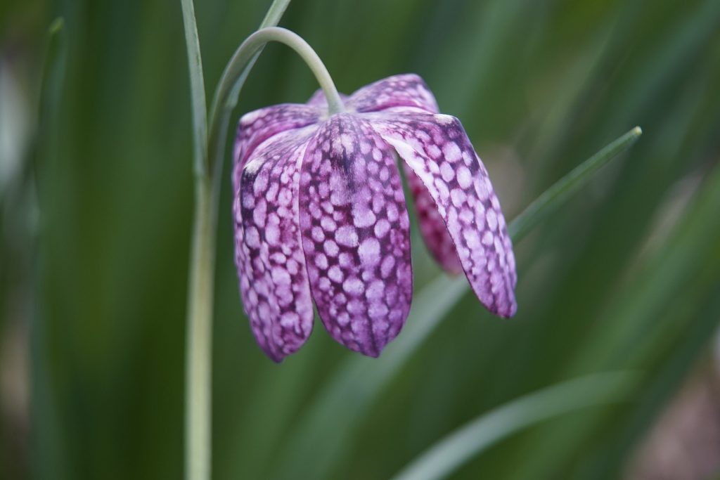 Cum ingrijesti Fritillaria, laleaua pestrita, o floare pe care de disparitie