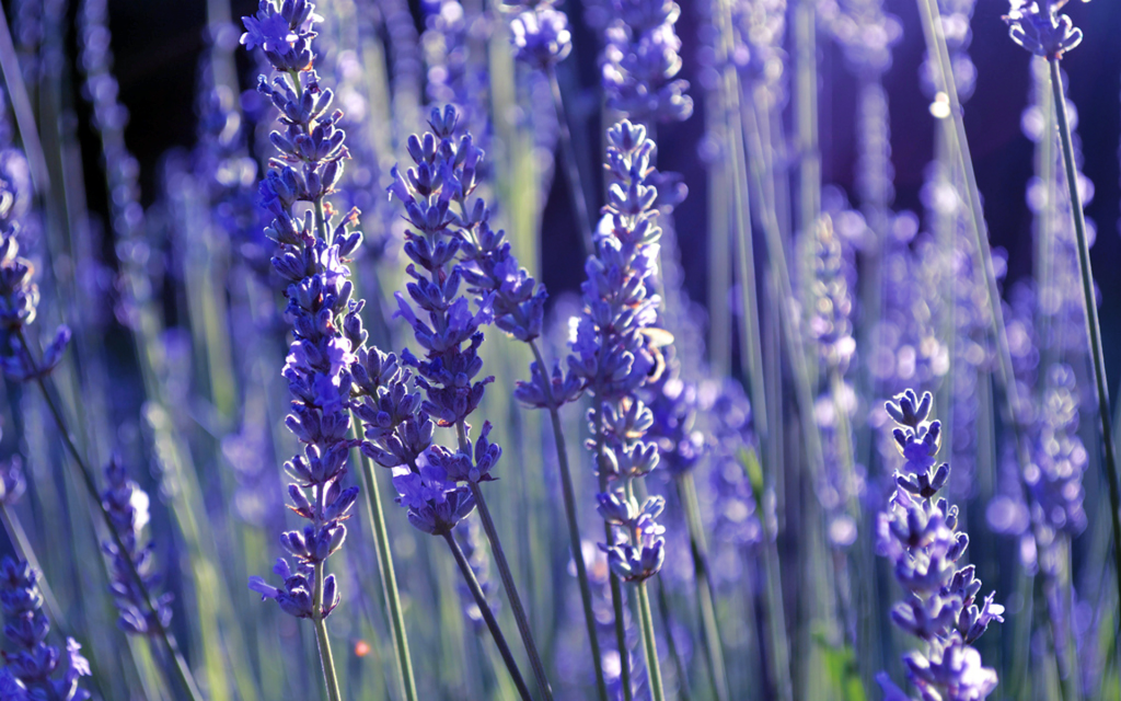 Aroma de lavanda