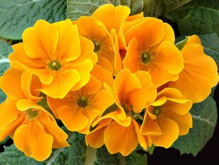 Primule, florile primaverii in plina toamna
