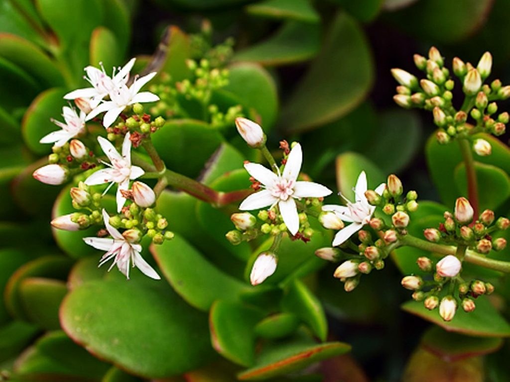 Crassula, o planta ideala pentru interior