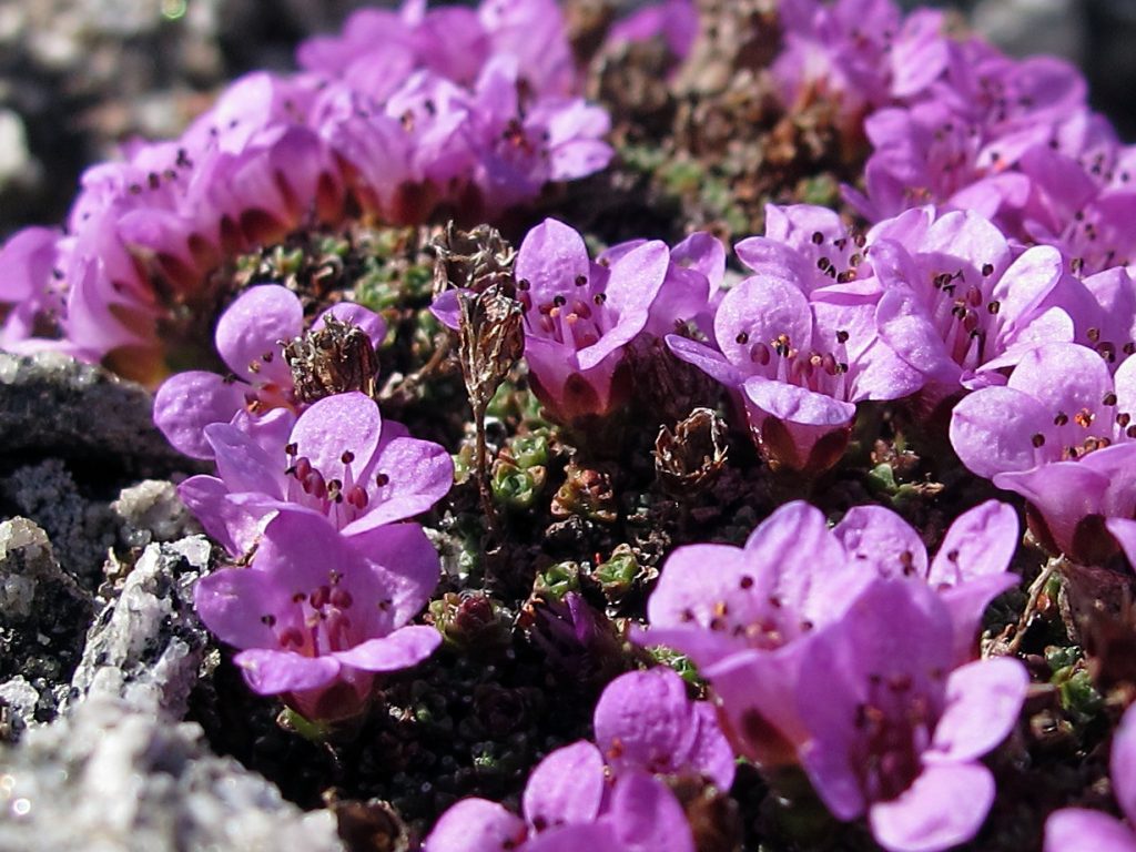 Saxifraga, floarea care iubeste frigul