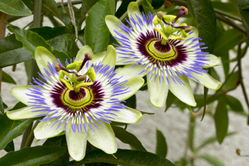 5 plante dragi pentru balcon