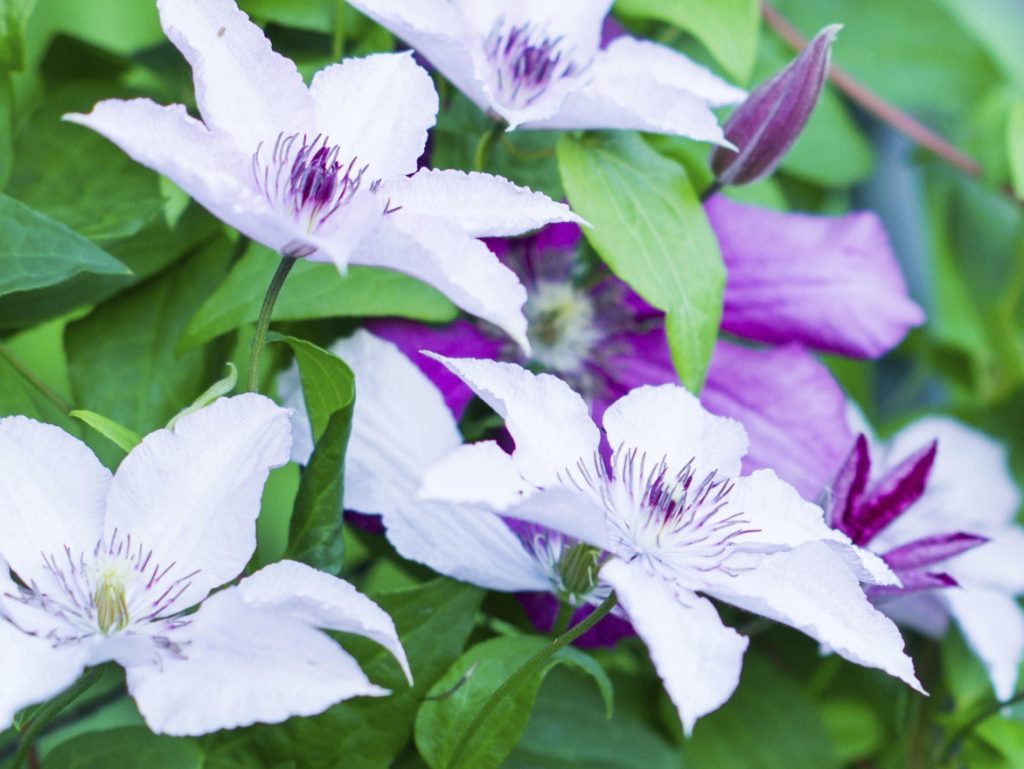 Clematis, frumoasa cataratoare