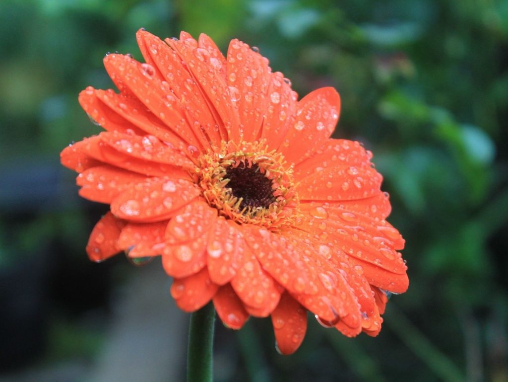 Gerbera, margareta nobila