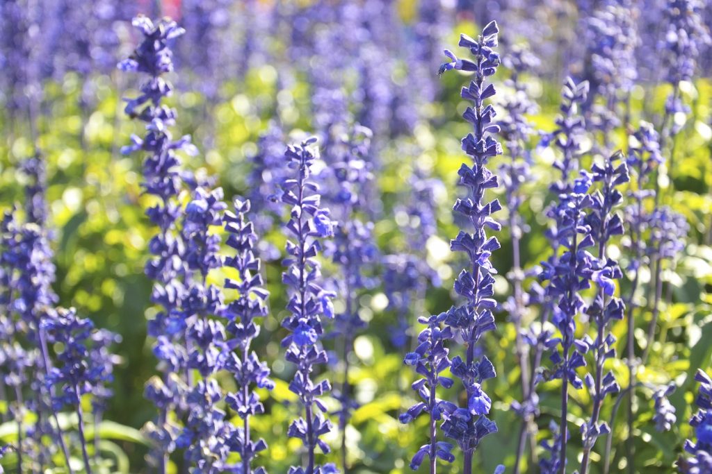 Salvia de gradina, frumoasa si aromata