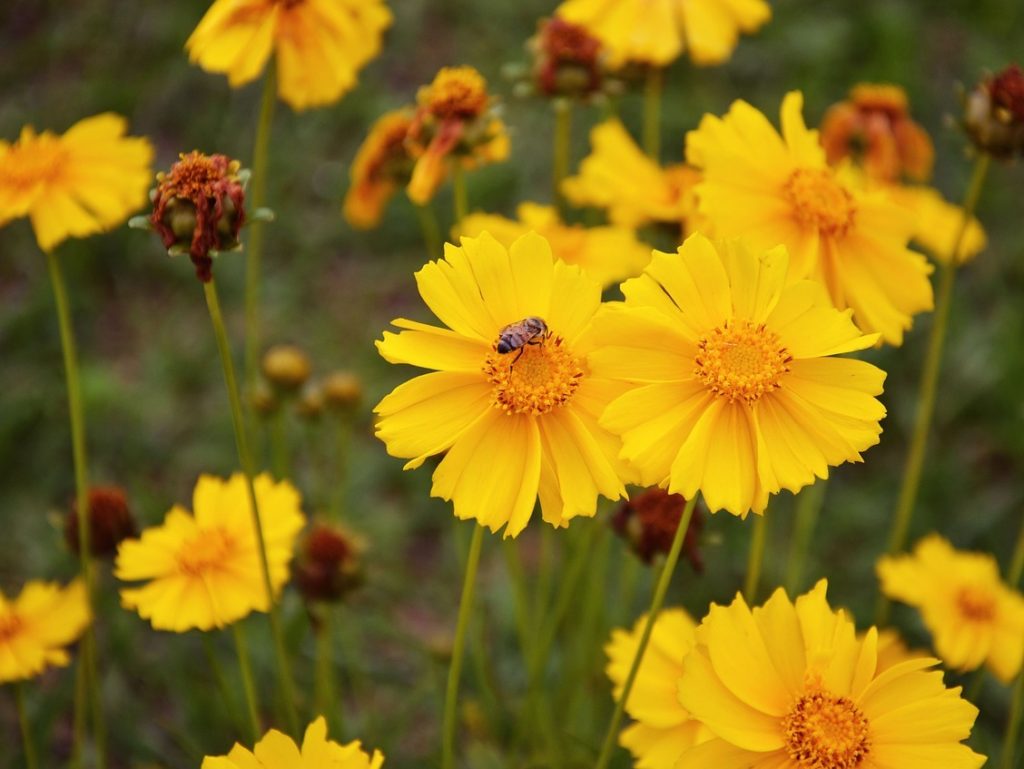 Coreopsis – intre margarete si floarea soarelui