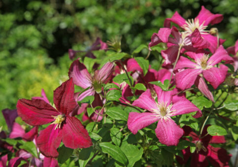 Clematitele perfecte – cum le poți obține?