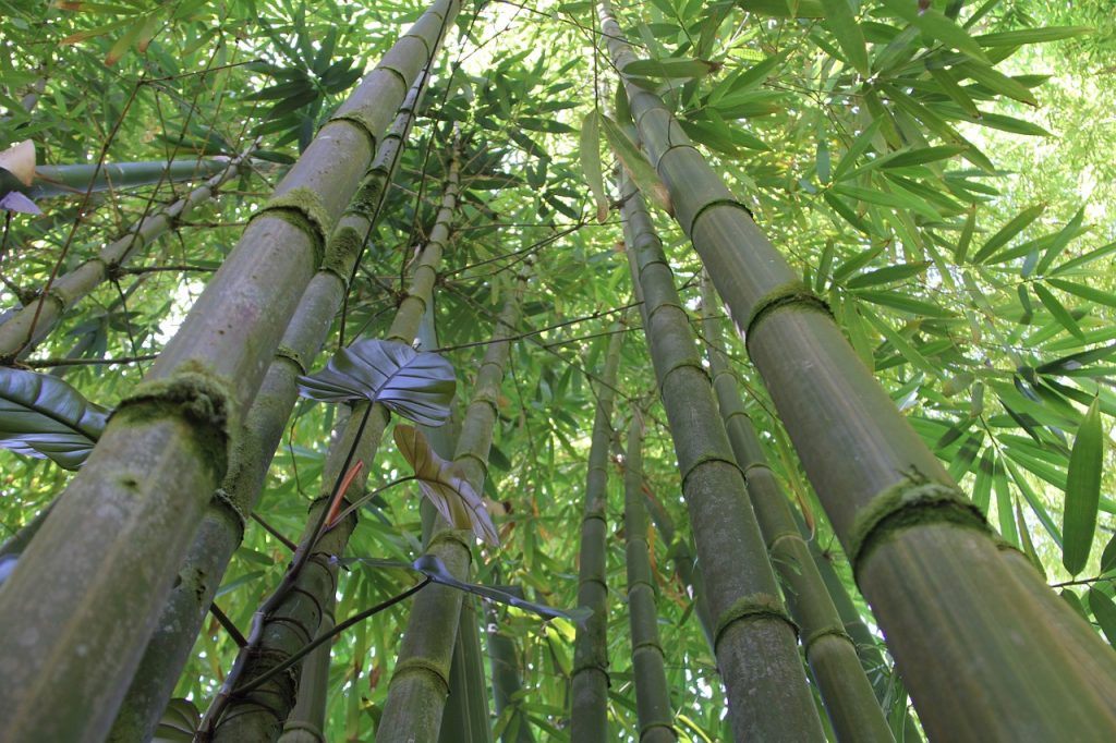 Bambusul, planta cu cea mai mare viteză de creștere