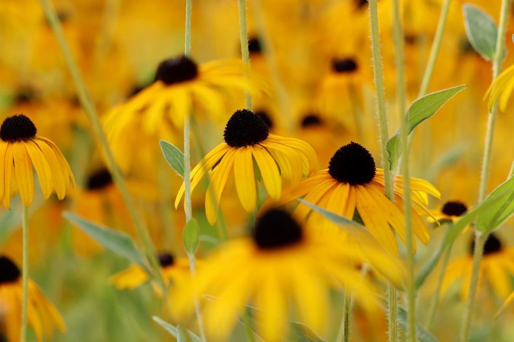 Rudbeckia, mireasa soarelui, înflorește până toamna târziu