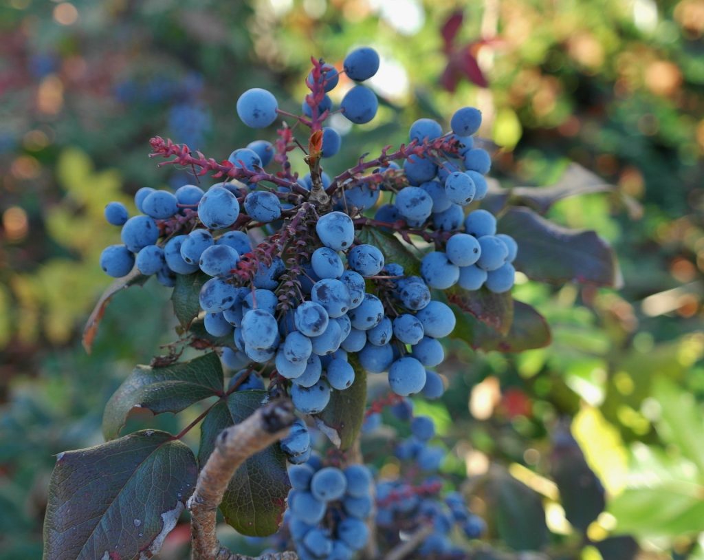 mahonia