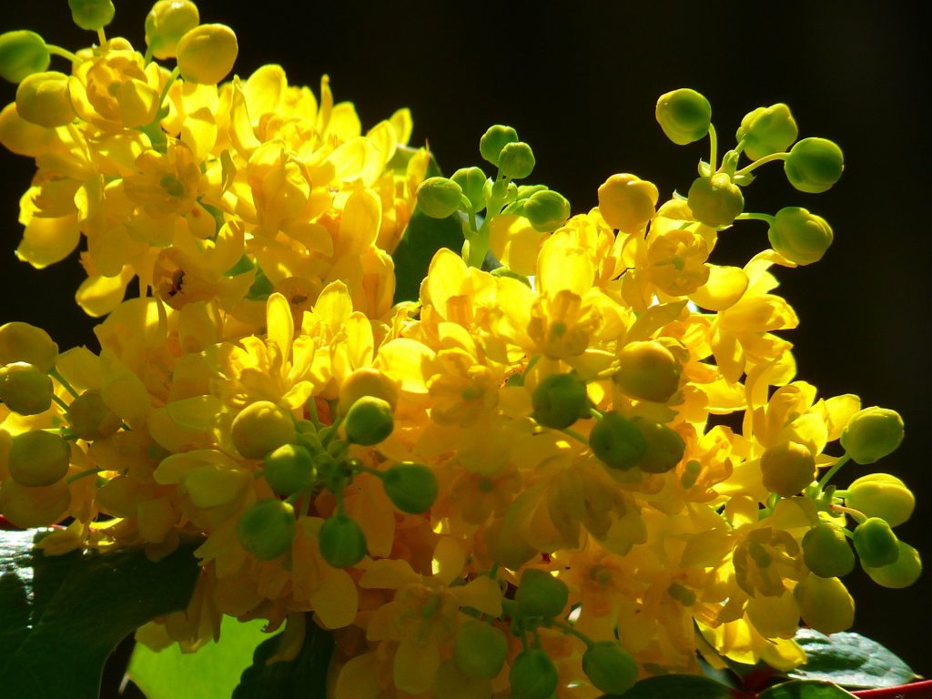 Mahonia aquifolium – un arbust fantastic