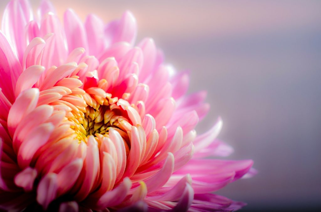 chrysanthemum-202483_1280