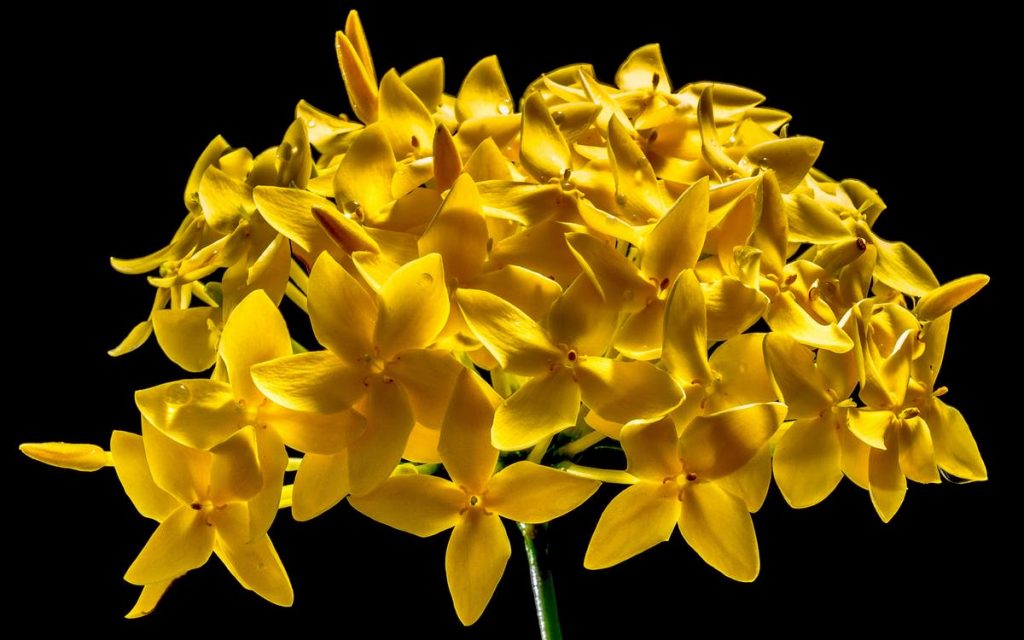 Ixora, rasfatata, frumoasa si eleganta