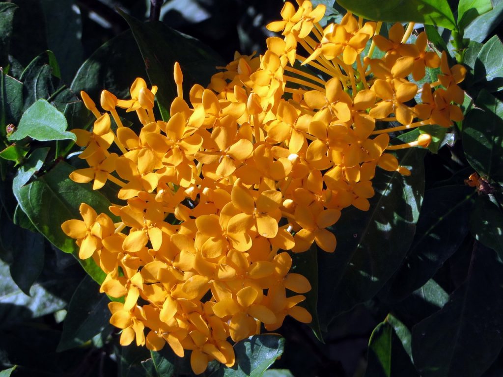 ixora