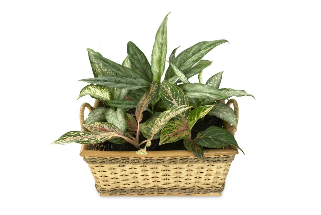 Dieffenbachia, decorativă și foarte ușor de îngrijit