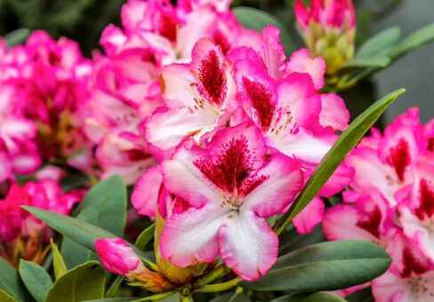 Cum îngrijești un rhododendron și o azalele