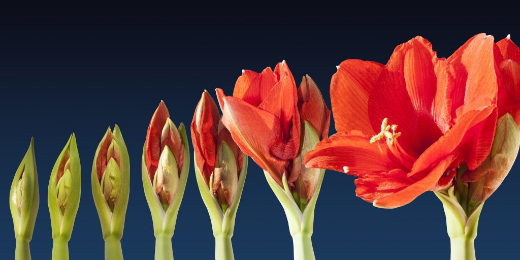 Crinul de iarnă. Secretele florii de Amaryllis