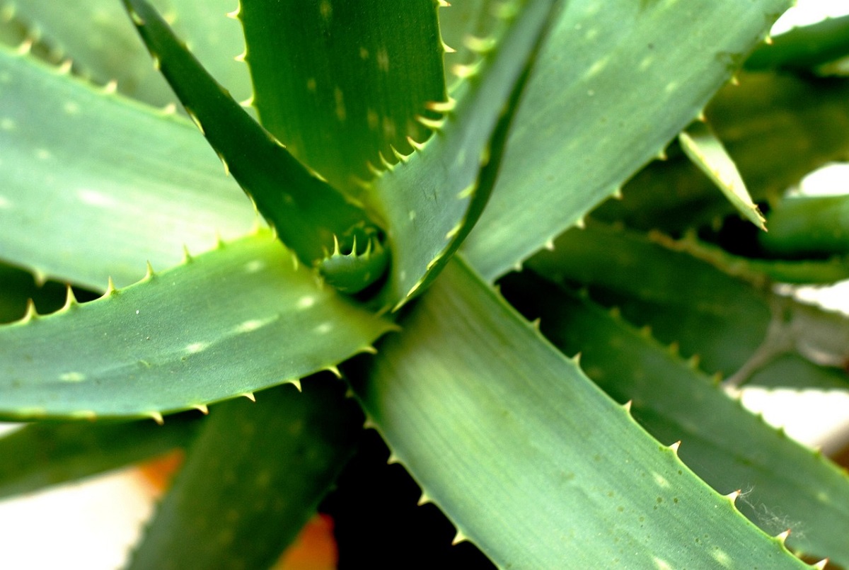 5 motive excelente pentru a avea aloe vera în casa ta