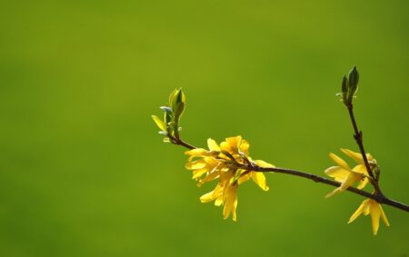 Forsythia – arbustul de aur. Cum să o îngrijești și să o înmulțești corect