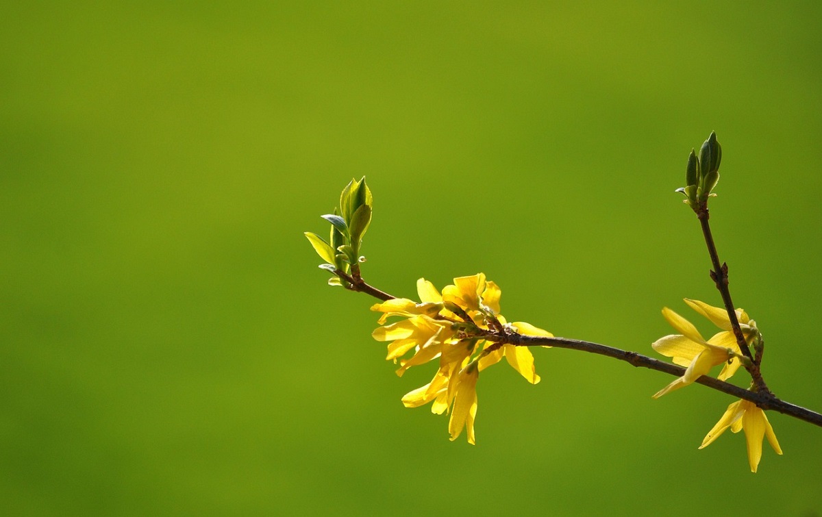 Forsythia