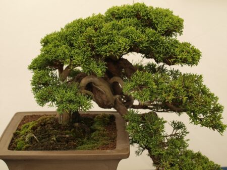 Cum să îngrijești corect un bonsai de interior. Sfaturi esențiale pentru o dezvoltare sănătoasă