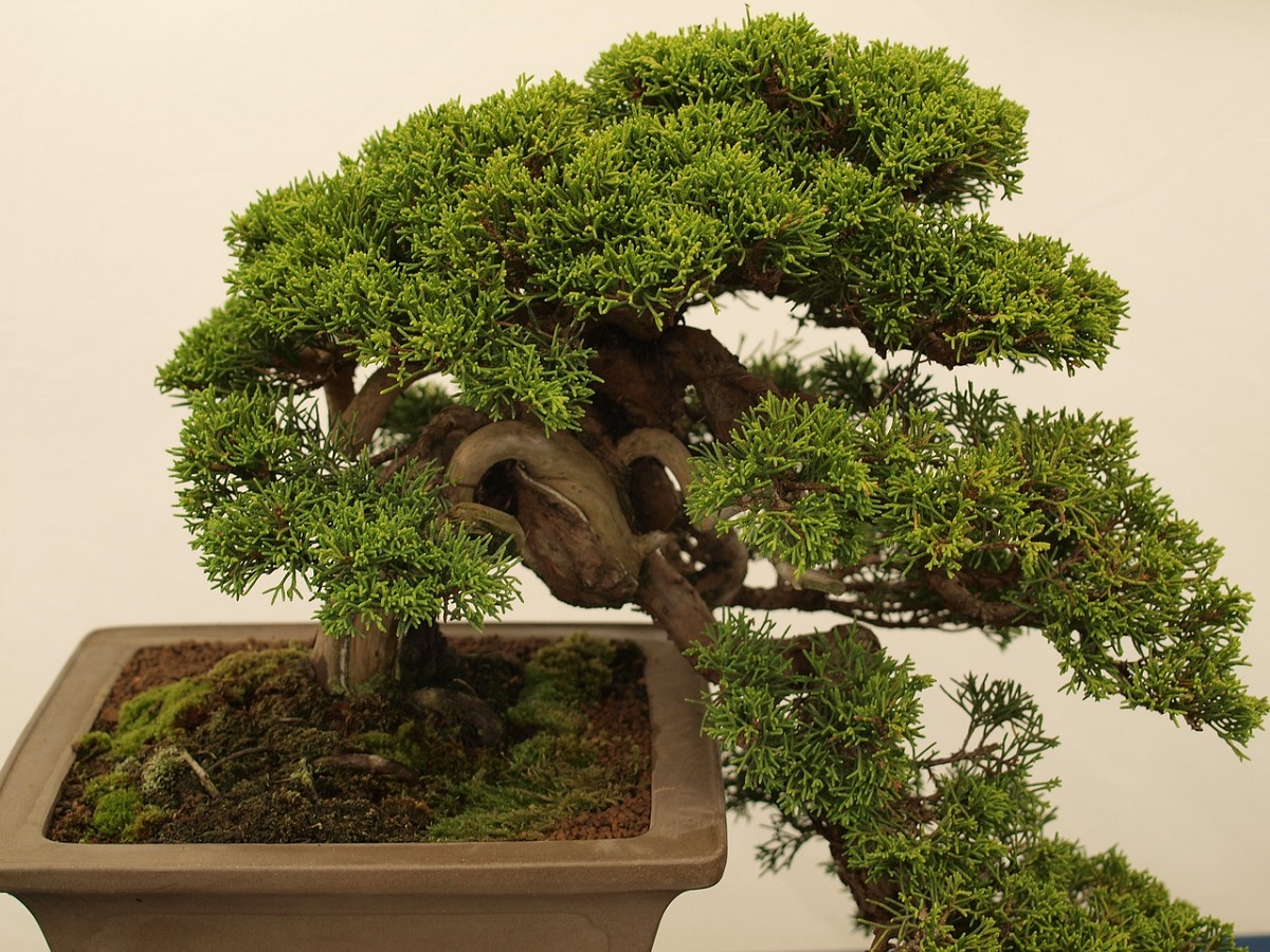 Cum să îngrijești corect un bonsai