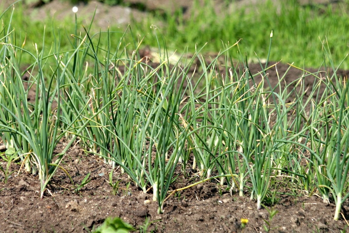 Plante pe care nu ar trebui să le cultivi lângă usturoi. Evită aceste combinații pentru o recoltă reușită