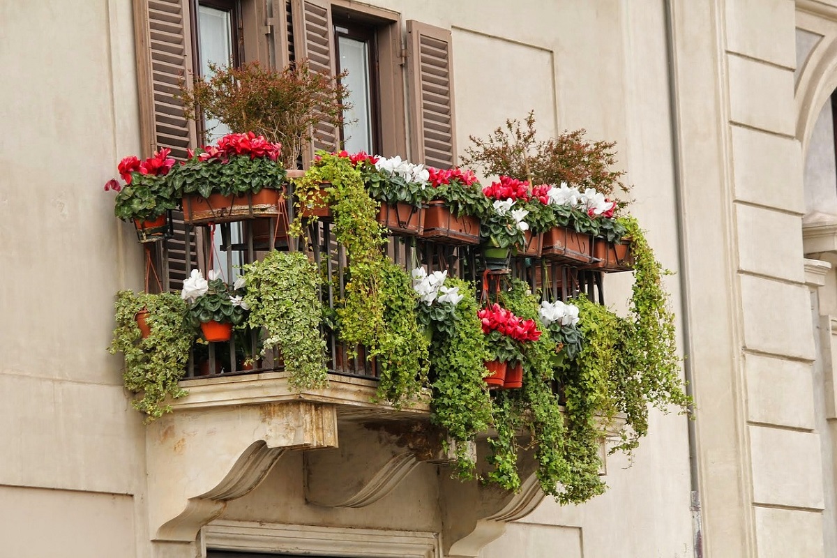 Plante cățărătoare ideale pentru balcon. Creează un colț de natură luxuriant