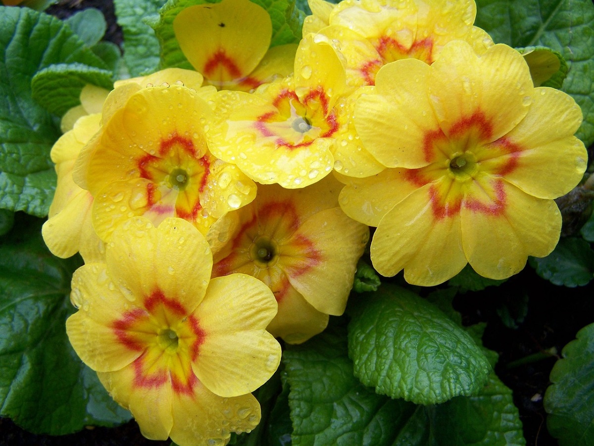 Primula