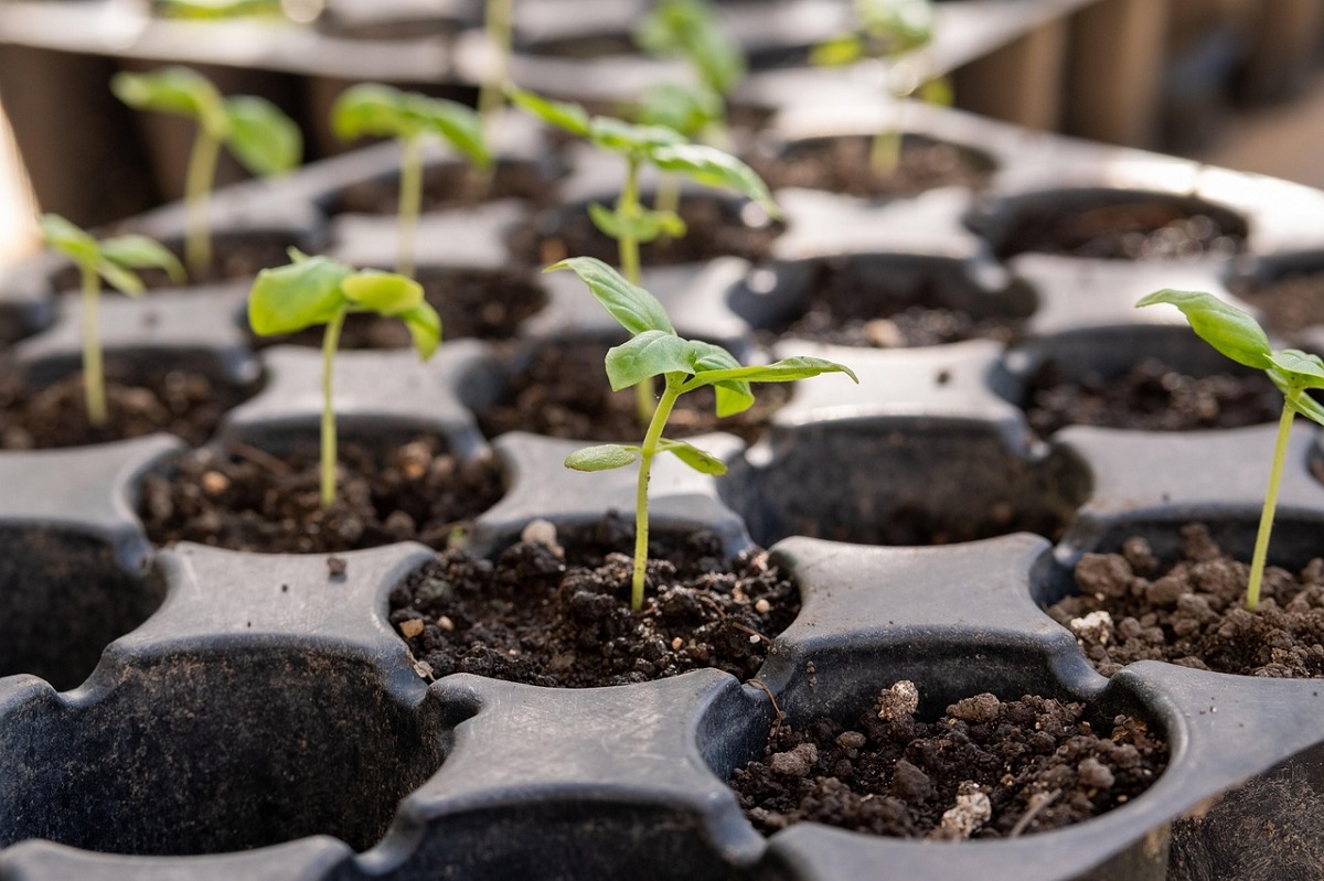 3 legume de plantat în februarie. Începe recoltele mai devreme plantând semințe chiar de luna aceasta