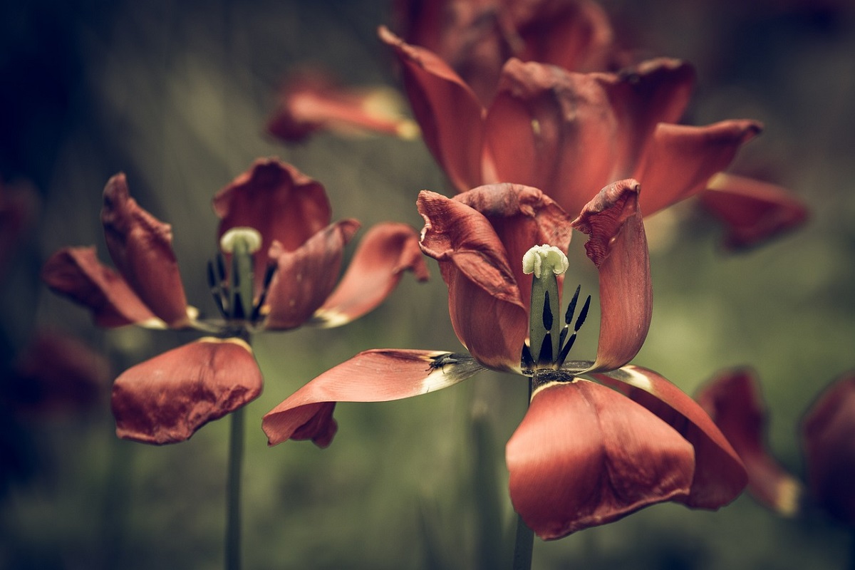 4 plante cărora nu ar trebui să le îndepărtezi florile uscate. Greșeala pe care mulți o fac în grădină