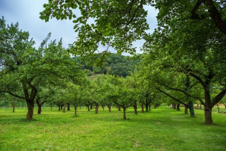 Cum să plantezi pomii fructiferi față de gardul vecinului, ce distanță trebuie respectată