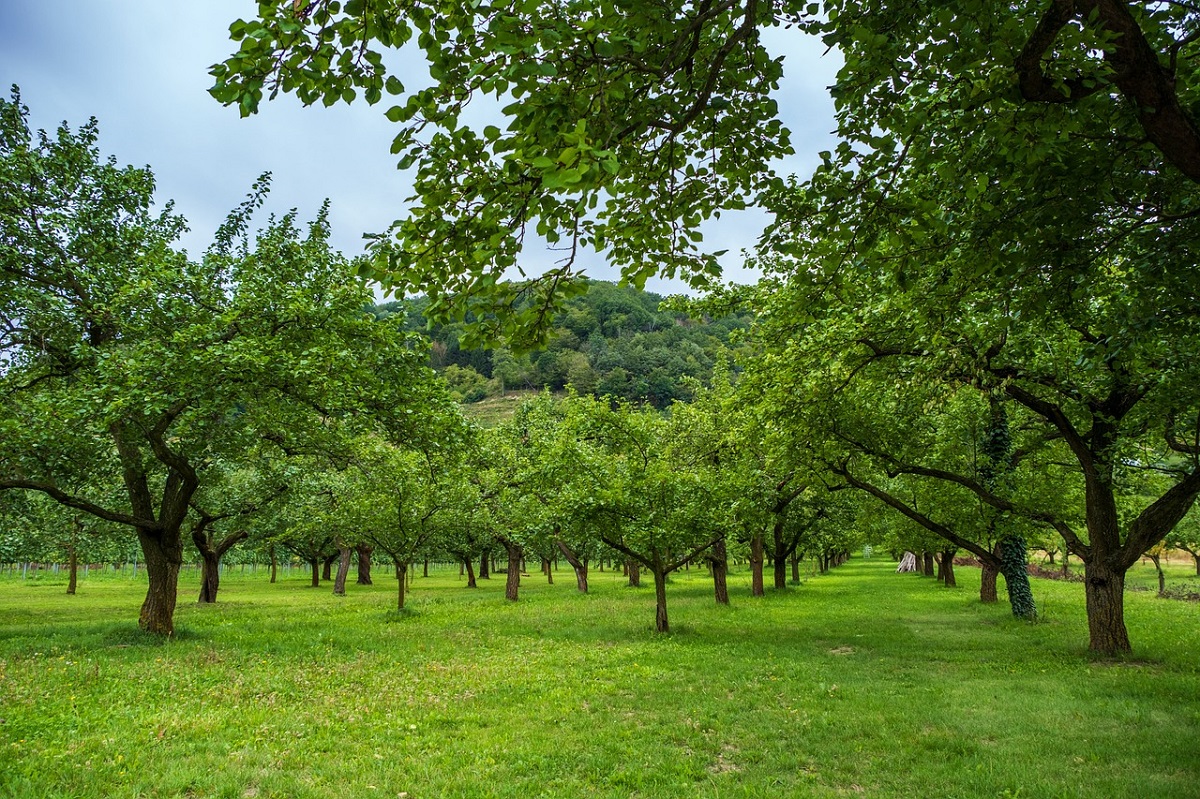 Cum să plantezi pomii fructiferi