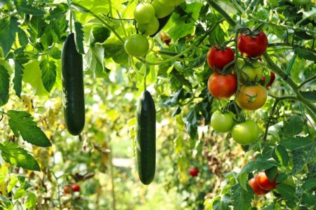 Poți cultiva legume pe balcon. Care sunt cele mai potrivite soiuri