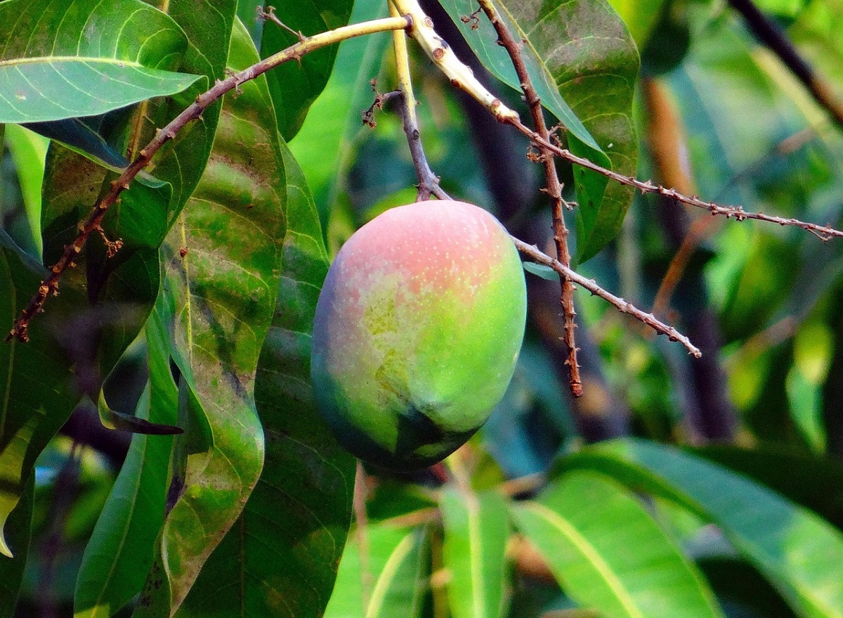 Cum să crești un mango în ghiveci