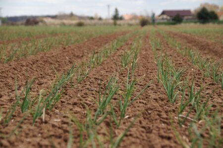 Plantarea arpagicului primăvara. Asigură-te că vei avea o recoltă reușită