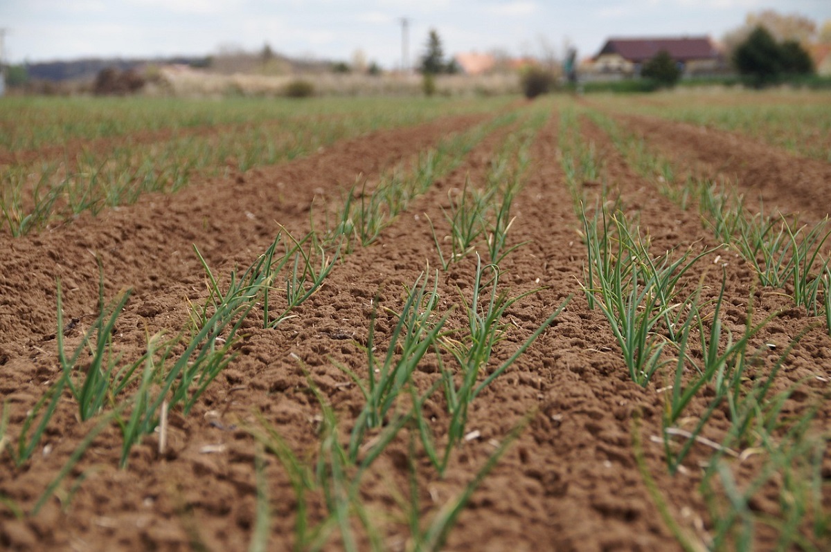 Plantarea arpagicului primăvara