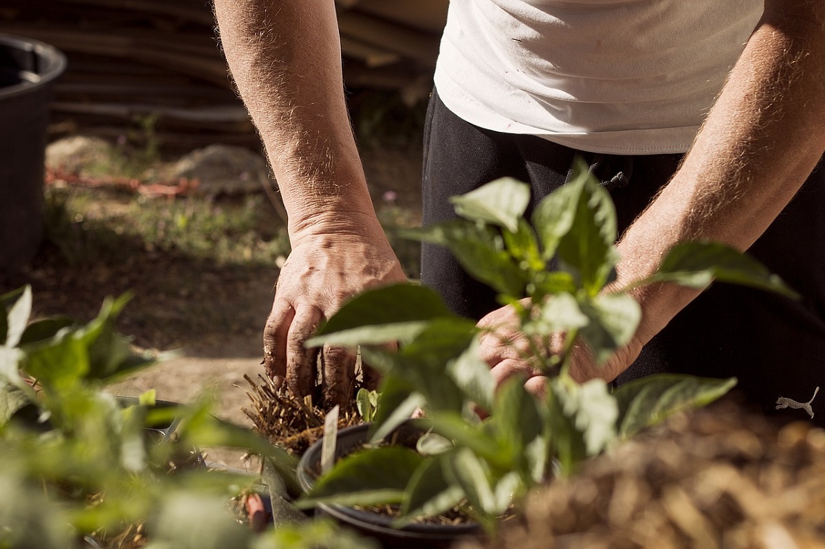 Cum se plantează corect un pom fructifer