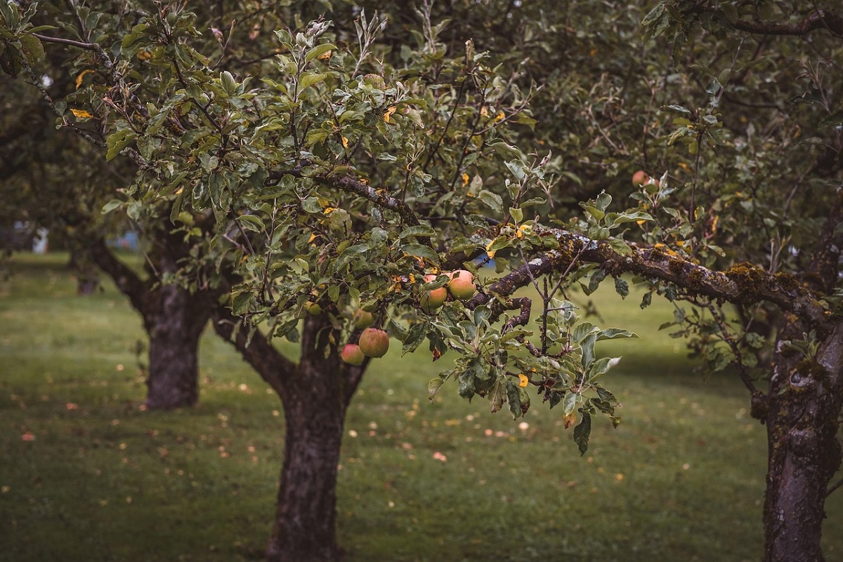 Văruirea pomilor fructiferi